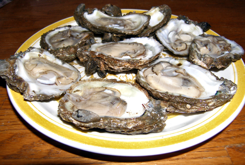oysters