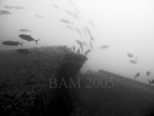 papoose_jacks2 papoose_jacks2