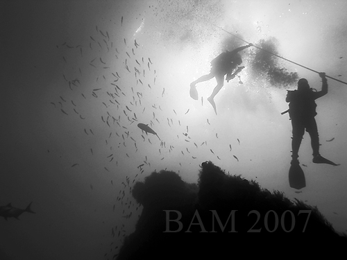 topwreckdivers topwreckdivers