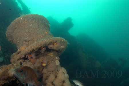 stoltstern stoltstern