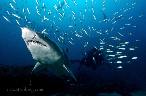 Sue photographing a sand tiger shark on the wreck of the DIXIE ARROW